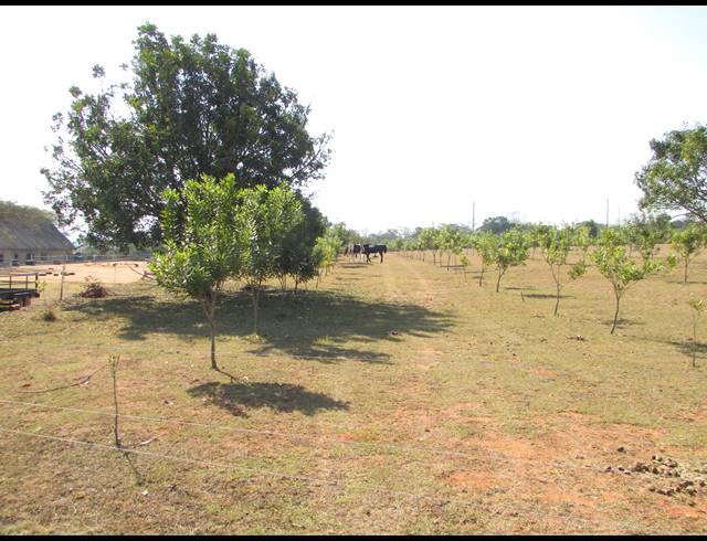 6HA SMALLHOLDING FOR SALE IN WHITE RIVER ESTATES